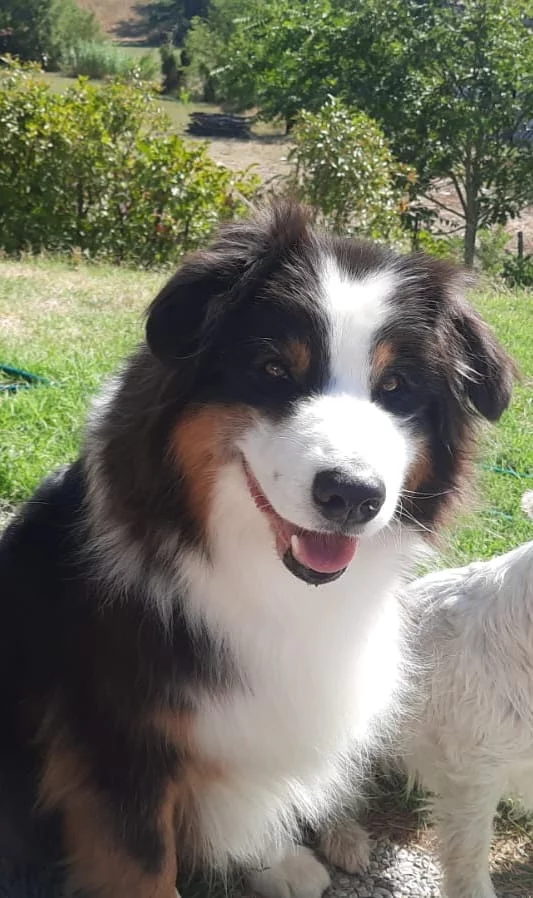 Primo piano di Night Spirit, pastore australiano e cane poliziotto.