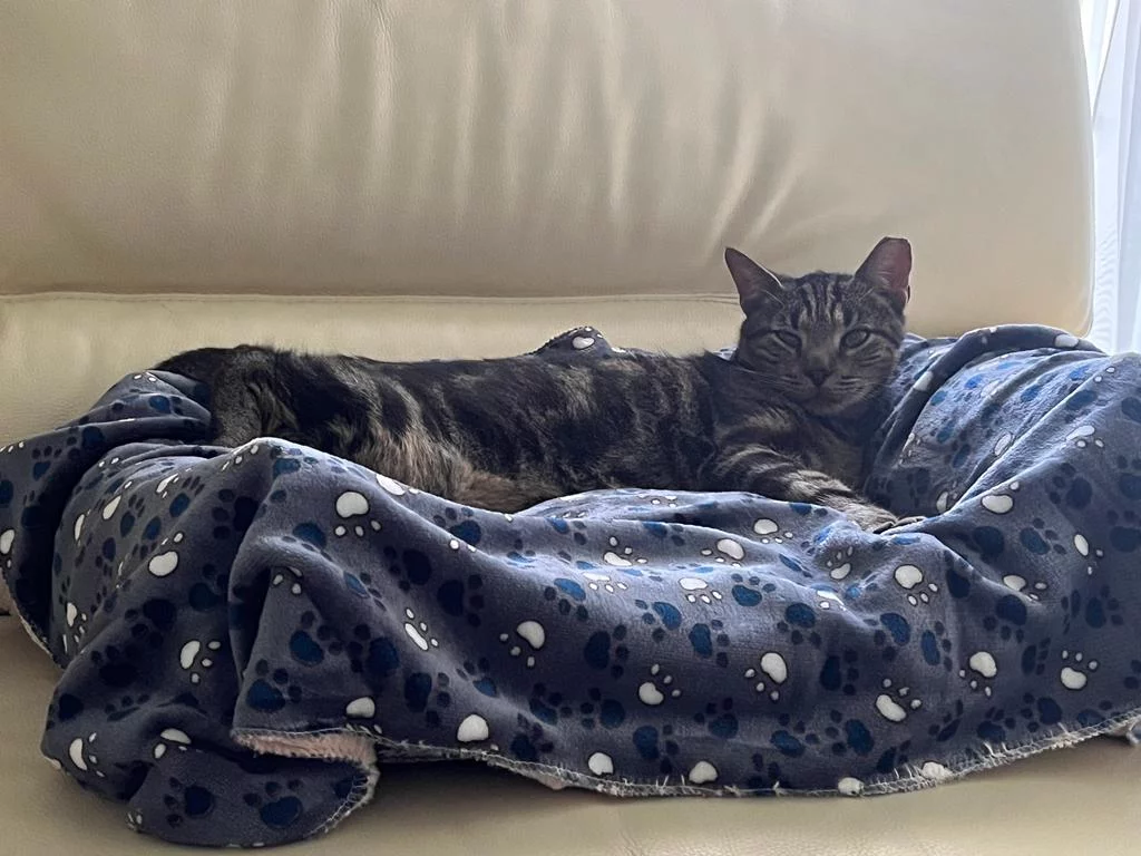Il gatto Gaetano riposa su una coperta sul divano.